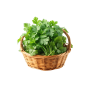 Coriander